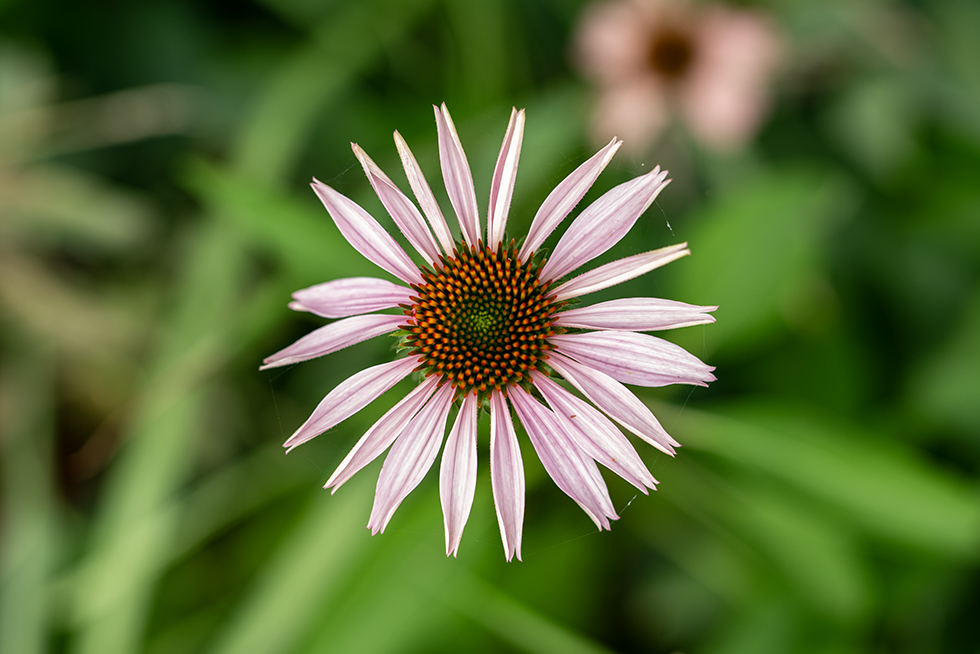 松果菊