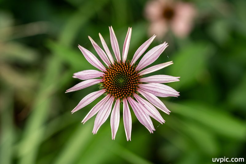 金光菊