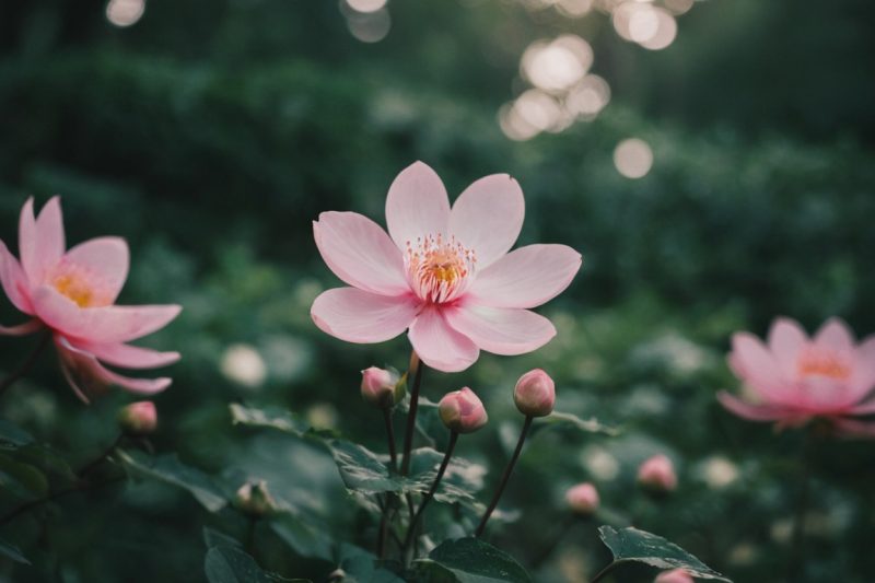 仿摄影风格的植物图